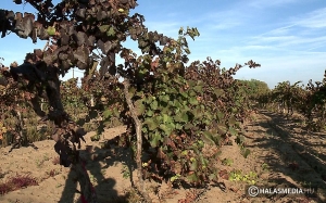 Beszéljünk róla: szőlőbetegség, ami a térségben is terjed